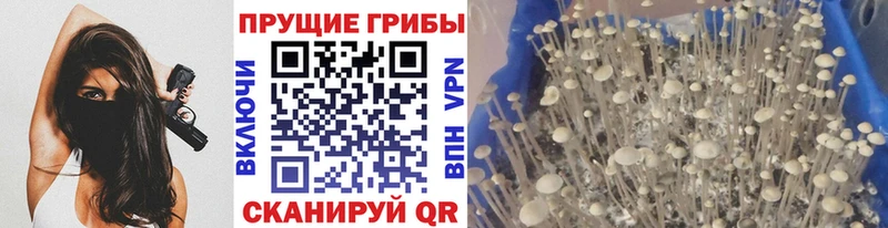 MEGA зеркало  Очёр  Псилоцибиновые грибы мицелий 